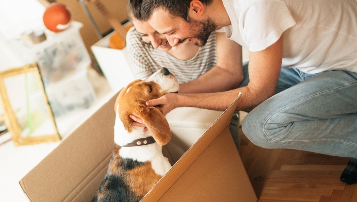 Preparing To Move With A Pet